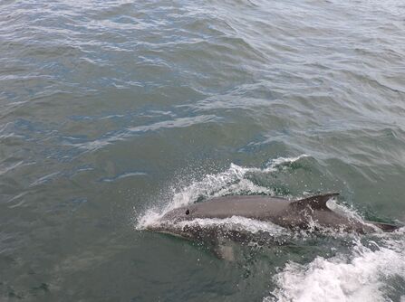 Dolphin swimming in the North Sea.