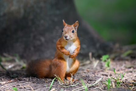 Red squirrel on forest floor