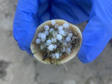Blue-gloved hands hold a small shell filled with numerous white pellet-like spheres mixed with sand, seaweed, and organic debris against a blurred beach background.
