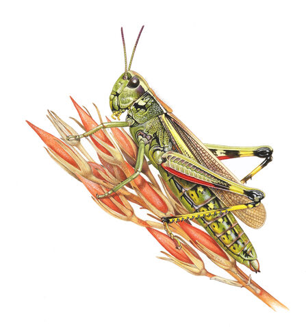 An illustration of a large marsh grasshopper gripping a grass seedhead. It is a green grasshopper with wings reaching just short of the abdomen tip, and black and yellow bands on the hind legs