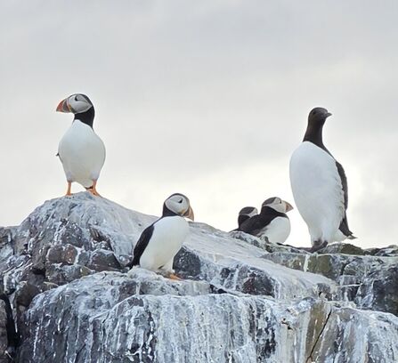 A small group of puffins sitting together on a rock.