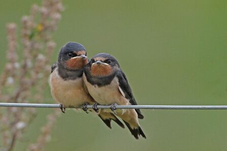 Two swallows sitting side by side. Image by Margaret Holland.