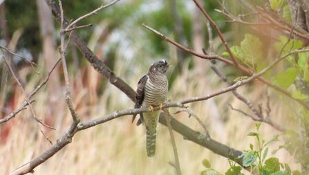 Cuckoo sitting on a tree branch. Image by Gareth Evans.