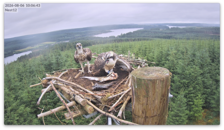 Two young ospreys sitting on the nest. One has a fish. Image by Forestry England.