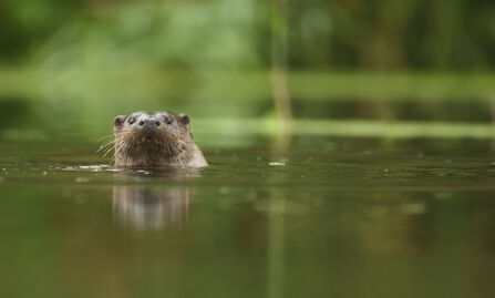 Otter swimming in calm water, with only its head visible against a soft green, blurred natural background.