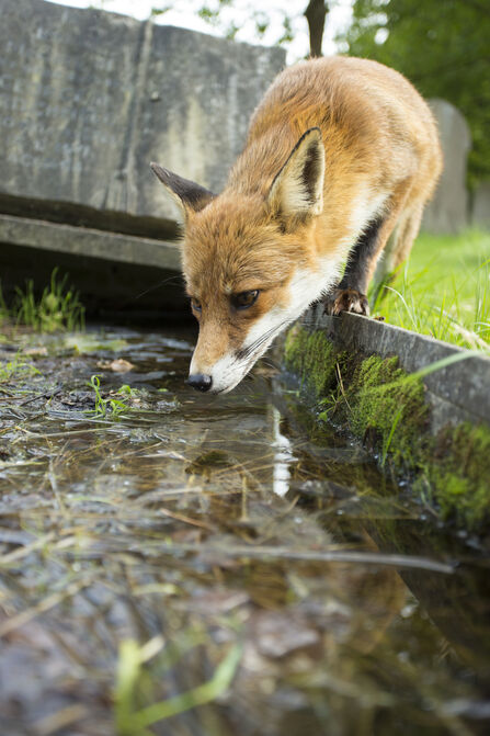 Urban fox having a drink. Image by Jamie Hall.