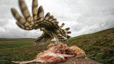 Bird of prey landing on a carcass in open moorland, wings spread wide and blurred in motion under a cloudy sky.