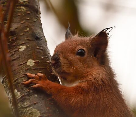 Red squirrel hanging onto the side of a tree. Image by David Wheallans.