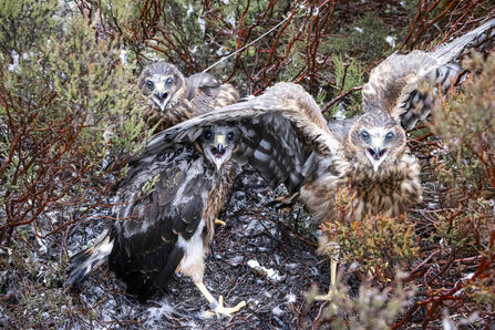 Three young birds of prey stand among heather and shrubs, spreading their wings and calling as they prepare to leave the nest.