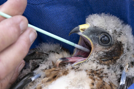 Close-up of a young bird of prey chick being swabbed for a DNA sample, with a researcher’s hand holding the swab near the chick’s open beak.