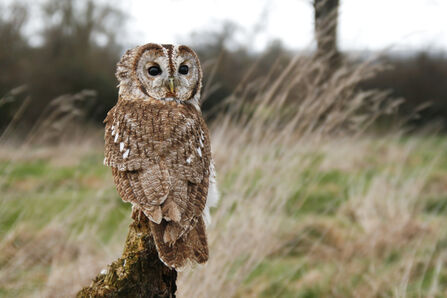 Tawny owl sitting on a post in a field. Surrey Hills Photography.