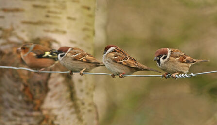 Three tree sparrows and a chaffinch sitting on a wire. Image by Rached Scopes.