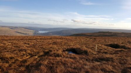 Landscape of Whitelee Moor.