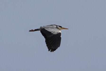 Grey heron in flight