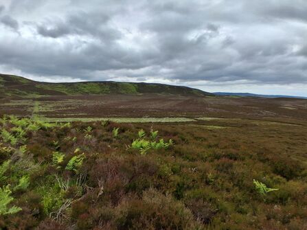 Caudhole Moss. Image by Nicola Thompson.