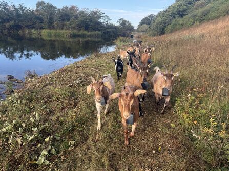 Goats walking toward the camera. Image by Helen Walsh.