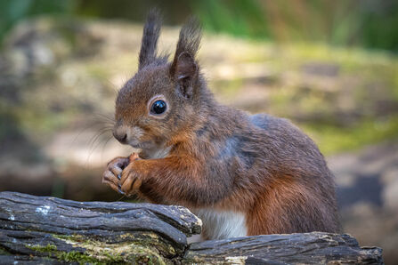 Red Squirrel sitting by a log with a nut in its hand. Image by Charles Thody Photography.