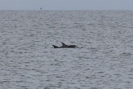 Two dolphins swimming in the North Sea.