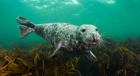 Grey seal - Alexander Mustard/2020VISION