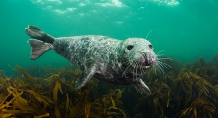 Grey seal - Alexander Mustard/2020VISION