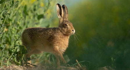 Brown hare - Andrew Parkinson/2020VISION