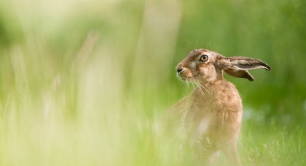 Hare - Bertie Gregory/2020VISION