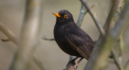 Blackbird - Neil Aldridge