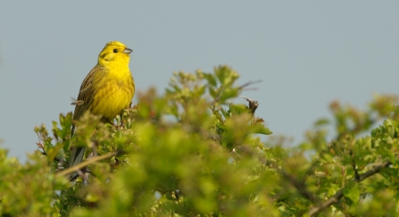 Yellowhammer - Chris Gomersall/2020VISION