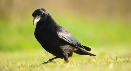 Carrion crow - Amy Lewis