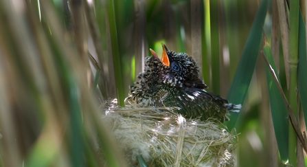 Cuckoo chick - David Tipling/2020VISION