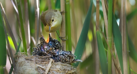 Cuckoo and chick - David Tipling/2020VISION