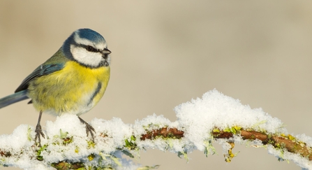 Blue tit - Mark Hamblin/2020VISION