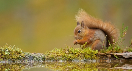 Red squirrel  - Mark Hamblin/2020VISION