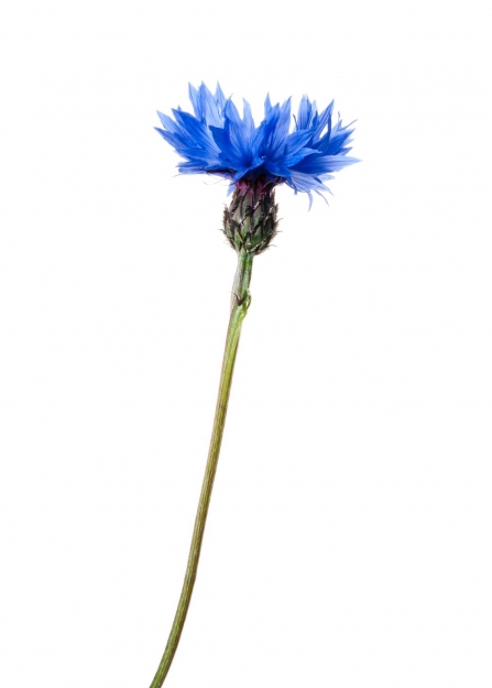 Cornflower