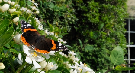 Red Admiral butterfly - Nick Upton/2020VISION