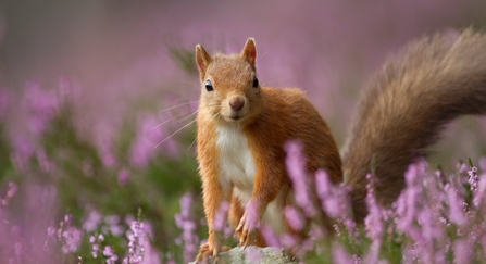 A small red squirrel standing on a rock amongst purple heather.