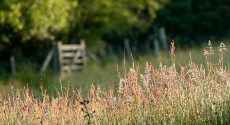 Meadow - Ross Hoddinott/2020VISION