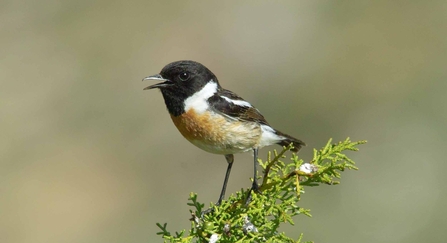 Stonechat - Derek Moore