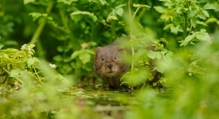 Water Vole - Terry Whittaker/2020VISION