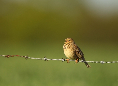 Corn Bunting
