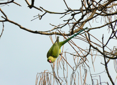 Ring-necked parakeet