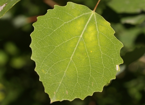 Aspen
