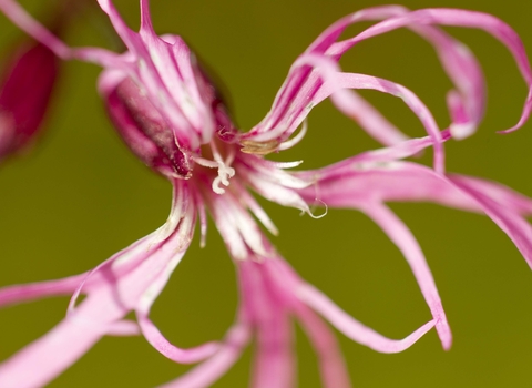 Ragged-Robin