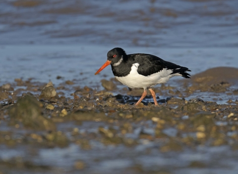 Oystercatcher
