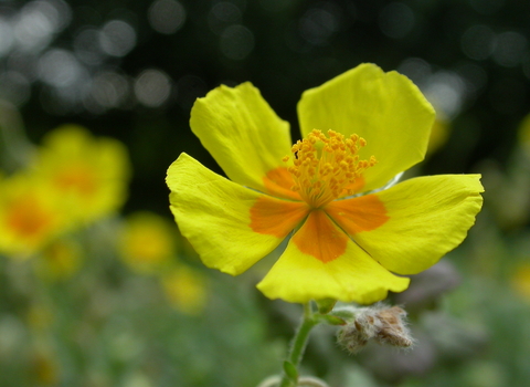 Common Rock-rose