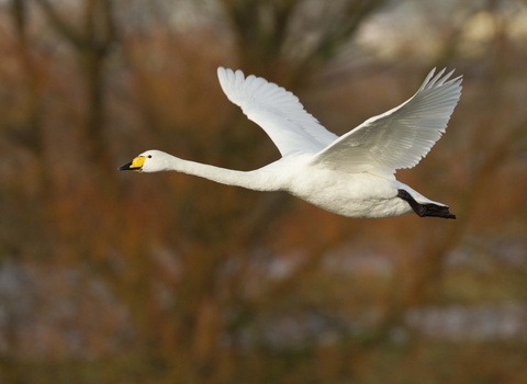 Whooper Swan