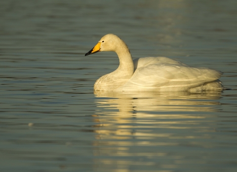 Whooper Swan