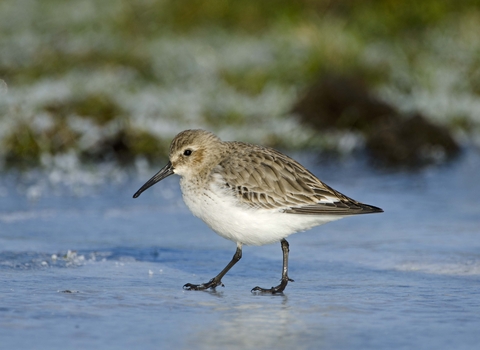 Dunlin