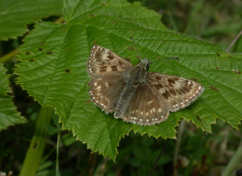 Dingy Skipper butterfly