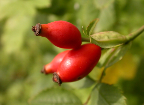 Dog-rose